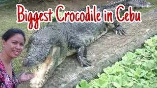 BIGGEST CROCODILE IN CEBU || LAPU-LAPU || HOW TO GET THERE || LOCAL TRAVEL || TRAVEL VLOG