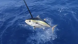 Hot Tuna Bite | CCC Tuna Poke | Catching Blackfin Tuna Key West Waterman Ep. 029