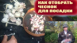 Как отобрать чеснок для посадки зубчиком под зиму