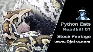 Python Eats Roadkill 01 Stock Footage