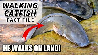 Walking Catfish Facts: a FISH that WALKS 🦶 | Animal Fact Files