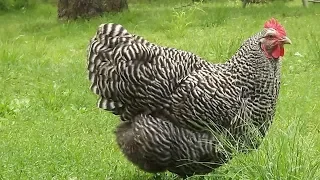 Barred Rock Chickens | Self-reliant Heritage Meat And Eggs