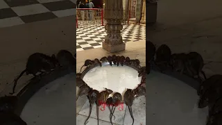 This Temple Homes 25,000 Rats! | Yours Mythically