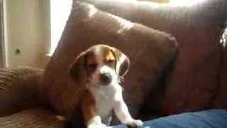 beagle puppy howl