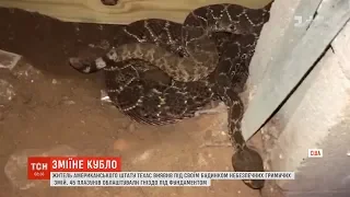 У Техасі чоловік виявив під своїм будинком отруйних гримучих змій