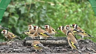 Goldfinch Birds in The Rain - Big Flock of Goldfinches Filmed in Slow Motion