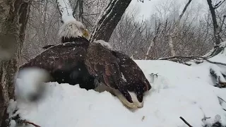 Decorah & Decorah N nest - Snow and more snow - 04-18-18