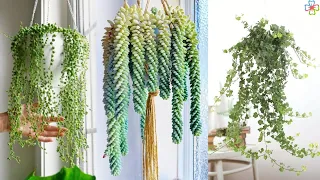 10 Best Low Light Hanging Houseplants for Your Home || Indoor Plants