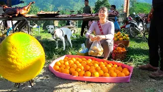 Harvesting Orange Goes To Market Sell - Replant vegetables in bamboo tubes | New Free Bushcraft