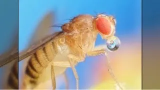 Fruit Flies and the Smell Sense: How a Molecule's Vibration Can Change Its Smell