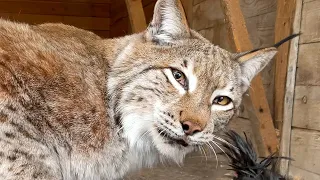 BOBCAT RUFUS GOT SCARED OF LYNX MARTIN / Lynx Hannah started having strange behavior