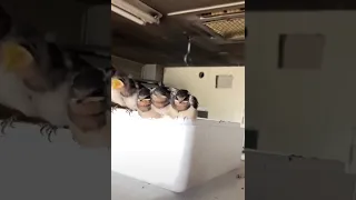 the birds channel