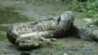 Giant python vs alligator ||| python eat the alligator