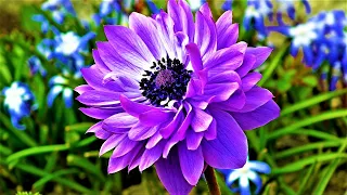 Gorgeous BLUE flowers for the garden! TOP best garden plants