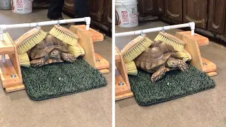 Tortoise Adorable Shuffle In Cleaning Station