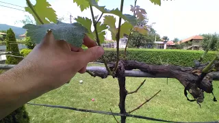 Grafting a vine (vine) on green in three ways: splitting, copulation and improved copulation.