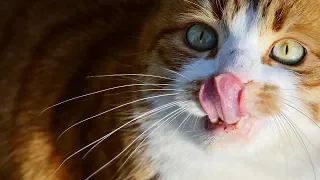 Смешные картинки про животных с надписями 2019 - Смешное видео МатроскинТВ