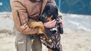The dog that was tied up in the woods cried when reunited with her rescuer