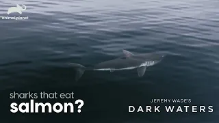 Fishing for salmon sharks l Jeremy Wade's Dark Waters l Animal Planet India