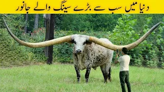 Animals With Biggest Horns In The World|دنیا میں موجود سب سے بڑے سینگوں والے  جانور|Versatile dani