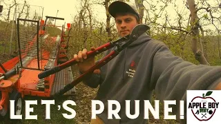 How to Prune an Apple Tree