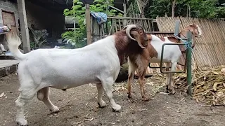 Big boer goat crosses with native goat in farm | Goat farming in village