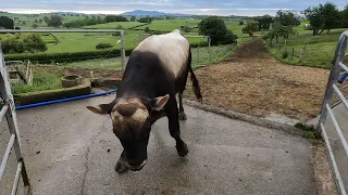 Jersey Bulls Are The Worst, I Definitely Don't Trust This Fella!!