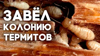 ЗАСЕЛЯЮ ТЕРМИТОВ В ФЕРМУ ИЗ КИТАЯ! КАК СОДЕРЖАТЬ ТЕРМИТОВ Coptotermes formosanus ДОМА? Димон и пумба