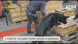 Italian police find 3 tons of cocaine hidden underneath bananas