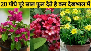 ये20 पौधे देंगे पूरे साल फूल कम देखभाल में/Best 20 Permanent Flowering Plants Name With Care &Price/