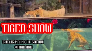 Talk about Tigers at Chiang Mai Night Safari , Thailand | That's Amazing #animals #tigers
