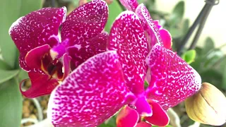 LIFE from Reanimation to Flowering 💐😊 The history of the JAGUAR Orchid. New - Shopping & FAQs ...
