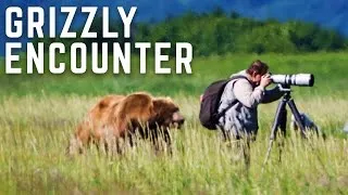 Close Encounter With A Wild Grizzly Bear