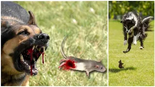 #dog finds and #fights the #rat, #dog and #huge mouse - #dog vs #rat