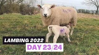 LAMBING A EWE WITH A PROLAPSE | Vlog 22 - Lambing 2022