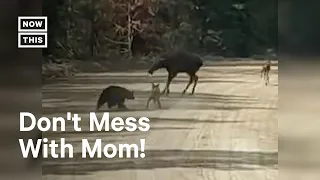 Mama Moose Protects Calves From Bear Attack