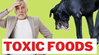 10 Human Foods That Will Kill Your Dog - Toxic Foods for Dogs