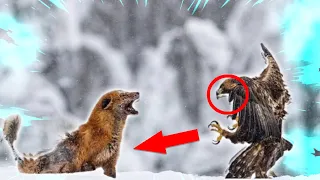 GOLDEN EAGLE — a winged assassin attacking people and wolves! Golden eagle vs deer, fox and hare!