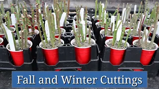 Fall and Winter Cuttings: Cool Season Plant Propagation