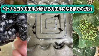 ベトナムコケガエルが卵からカエルになるまでの流れ【ベトナムモッシーフロッグ】