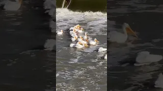 American White Pelicans