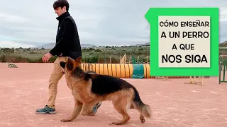 Cómo enseñar a un perro a que nos siga sin correa