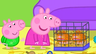 Best of Peppa Pig 🐷 Getting Guinea Pigs 🤩 Cartoons for Children