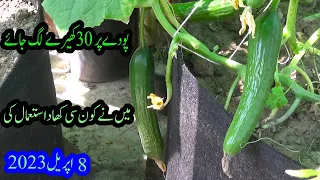 Growing Cucumber Plants | How to Increase the Yield of Cucumbers