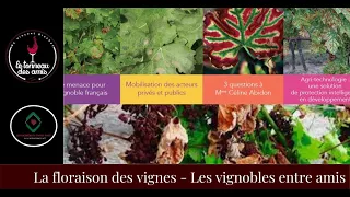 Les maladies de la vigne et son développement