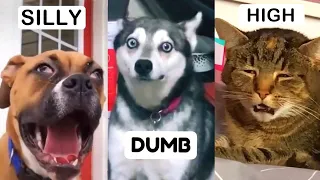 Funny Pets on TikTok That Will Brighten Up Your Day | Fluff Planet