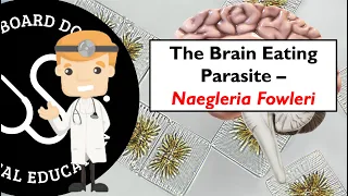 The Brain Eating Parasite And Another Death - Naegleria Fowleri