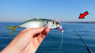 This Bait Destroyed by a GIANT Fish!?!