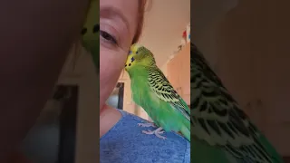 Budgie gives girl kisses | CONTENTbible