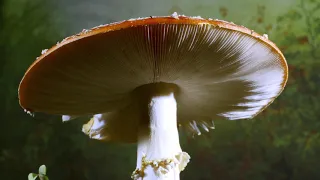 Fly Agaric fungi time-lapse / real time - UHD 4K